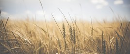 Fotografia przedstawiająca pole 