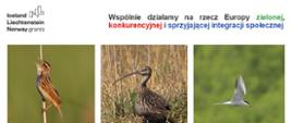 Projekt „Ptasie Horyzonty - czynna ochrona zagrożonych gatunków ptaków na Polesiu Lubelskim”