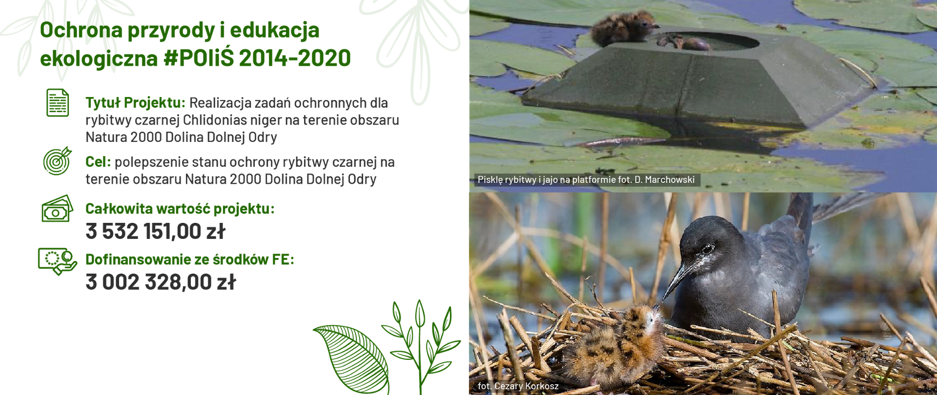 Grafika: Realizacja zadań ochronnych dla rybitwy czarnej Chlidonias niger na terenie obszaru Natura 2000 Dolina Dolnej Odry