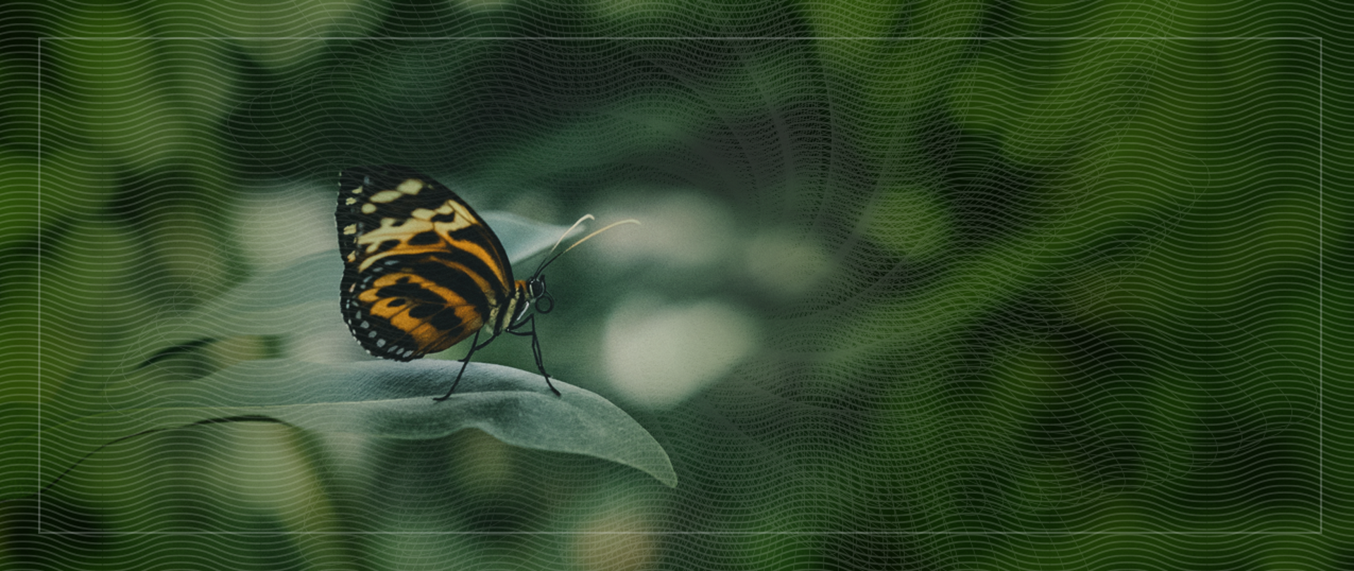 Motyl na liściu