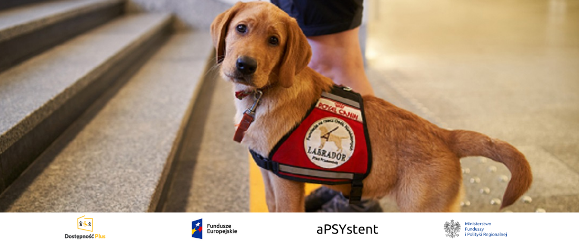 Pies Labrador w oznaczonej kamizelce psa przewodnika. Pies stoi przy schodach. Na dole logo programu Dostępność Plus, Funduszy Europejskich, Ministerstwa Funduszy i Polityki Regionalnej oraz napis aPSYstent