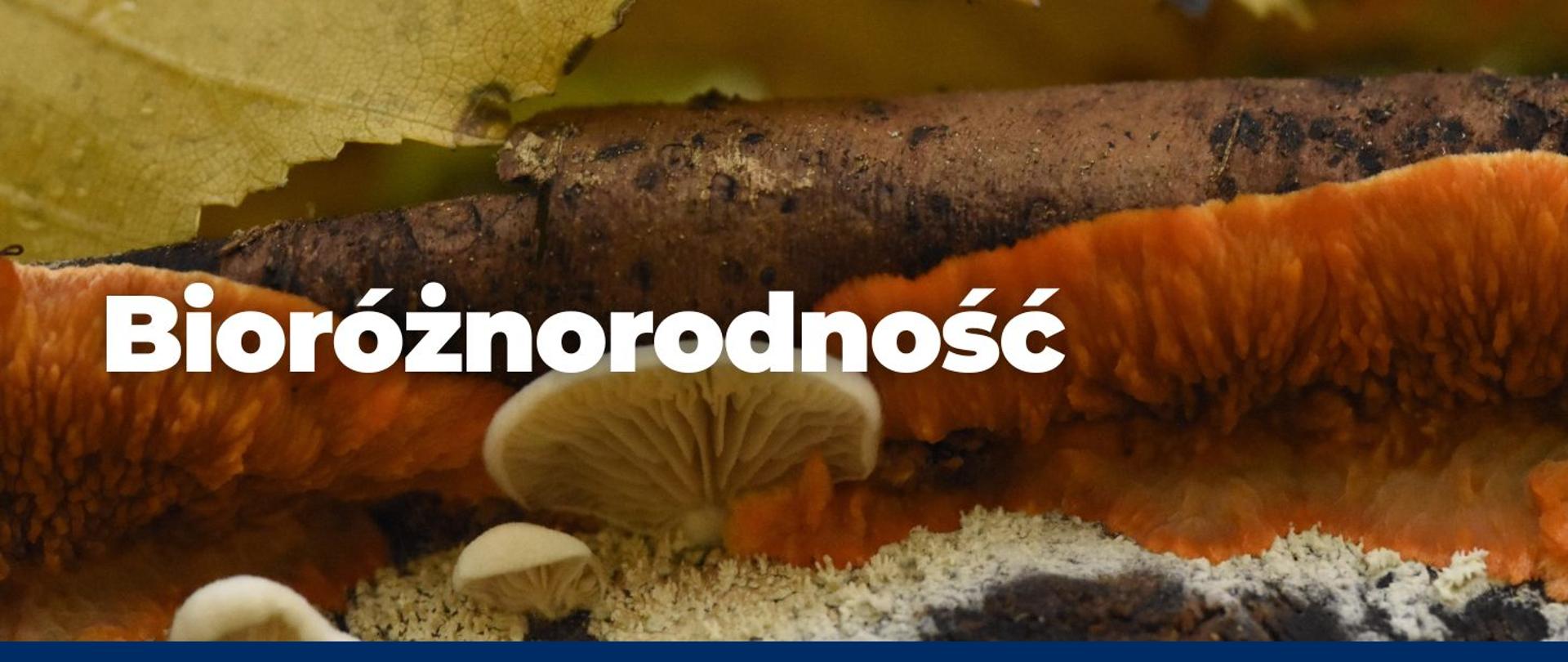 Zbliżenie fragmentu leśnego runa z rozkładającym się kawałkiem drewna, na którym rosną intensywnie pomarańczowe grzyby oraz drobne, jasne kapelusze z widocznymi blaszkami. Na drewnie spoczywa żółtawy liść z ciemnymi plamkami i zawiniętym brzegiem. Kompozycja ukazuje bogactwo form życia i procesy rozkładu w środowisku leśnym.
