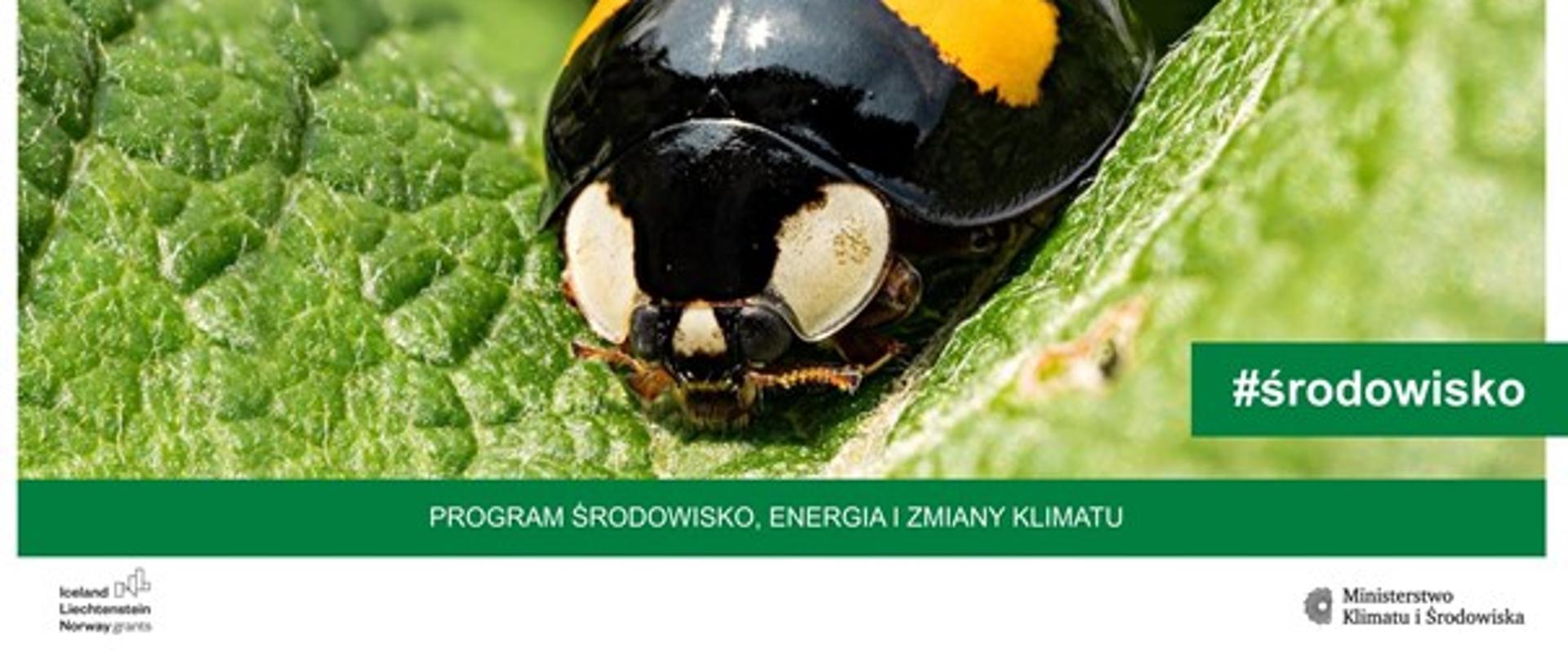 grafika z biedronką z napisem #środowisko