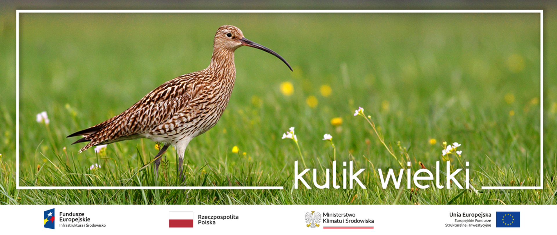 Kulik wielki