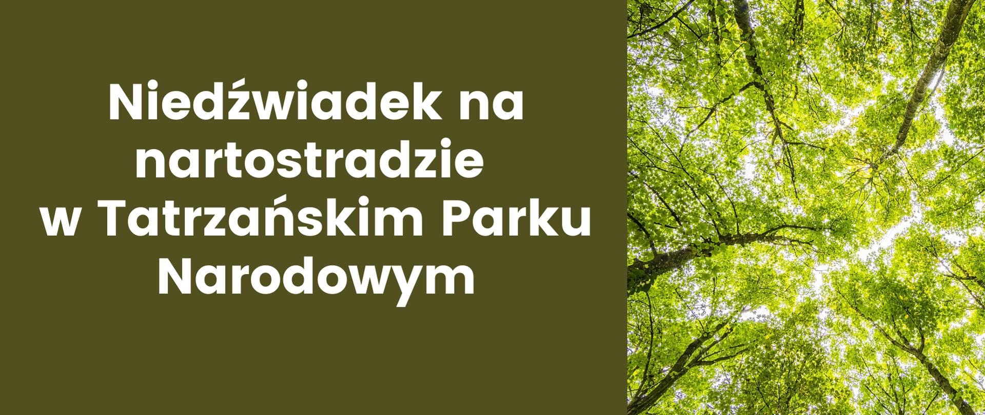 Niedźwiadek na nartostradzie w Tatrzańskim Parku Narodowym
