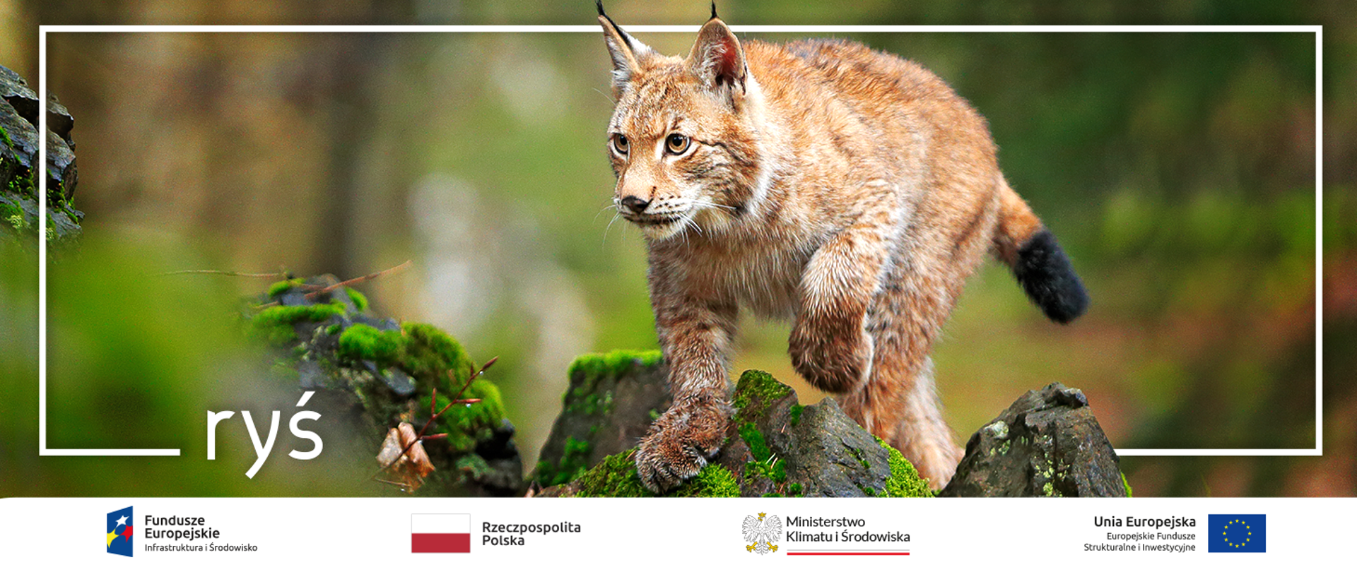  Powrót Rysia do północno-zachodniej Polski 