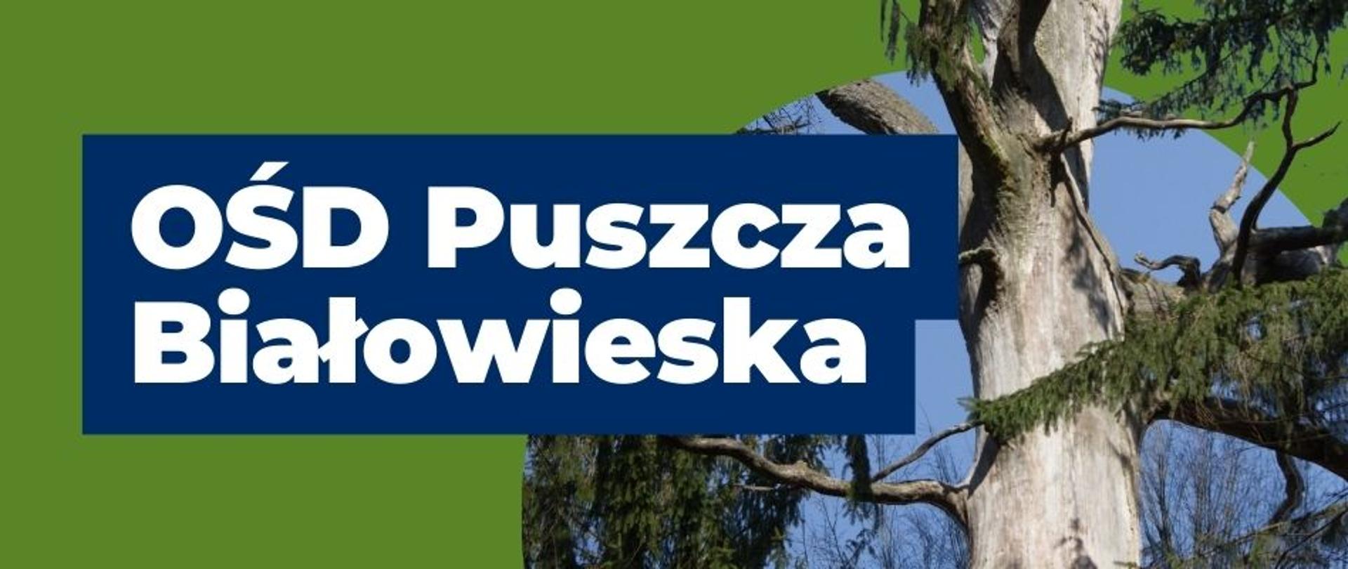 baner do serwisu OŚD Puszcza Białowieska 